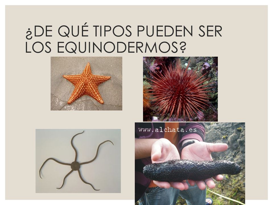 ¿DE QUÉ TIPOS PUEDEN SER LOS EQUINODERMOS