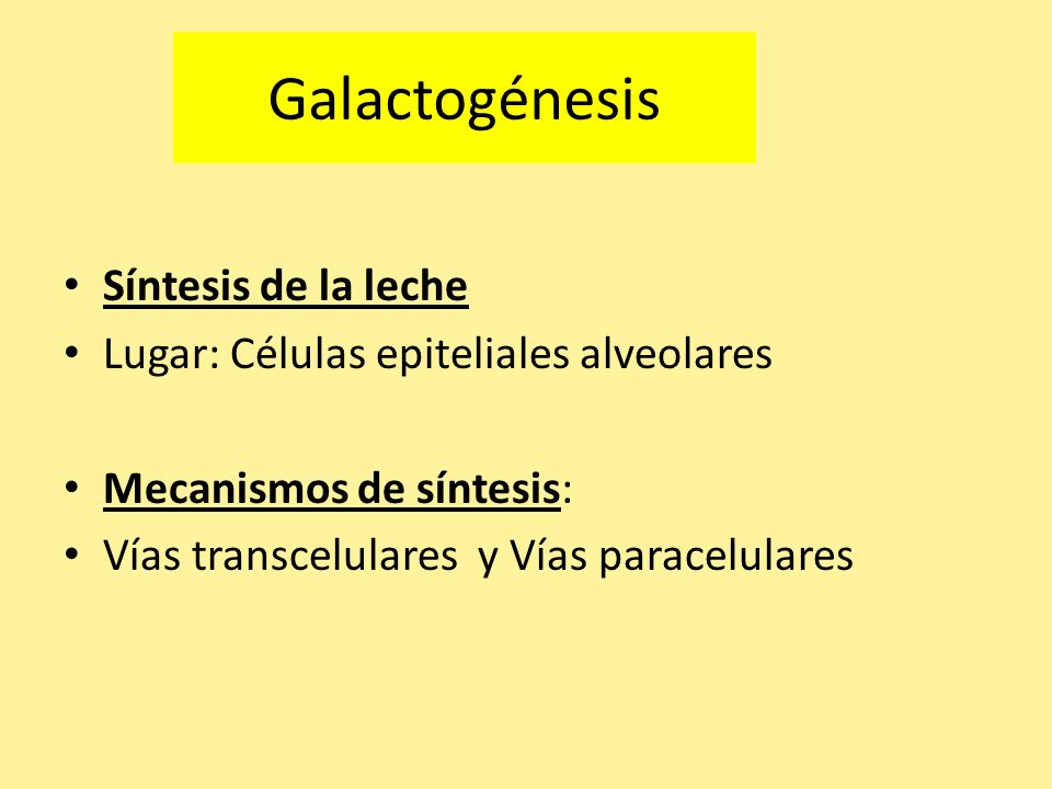 Galactogénesis Síntesis de la leche