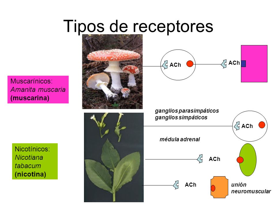 Tipos de receptores Muscarínicos: Amanita muscaria (muscarina)