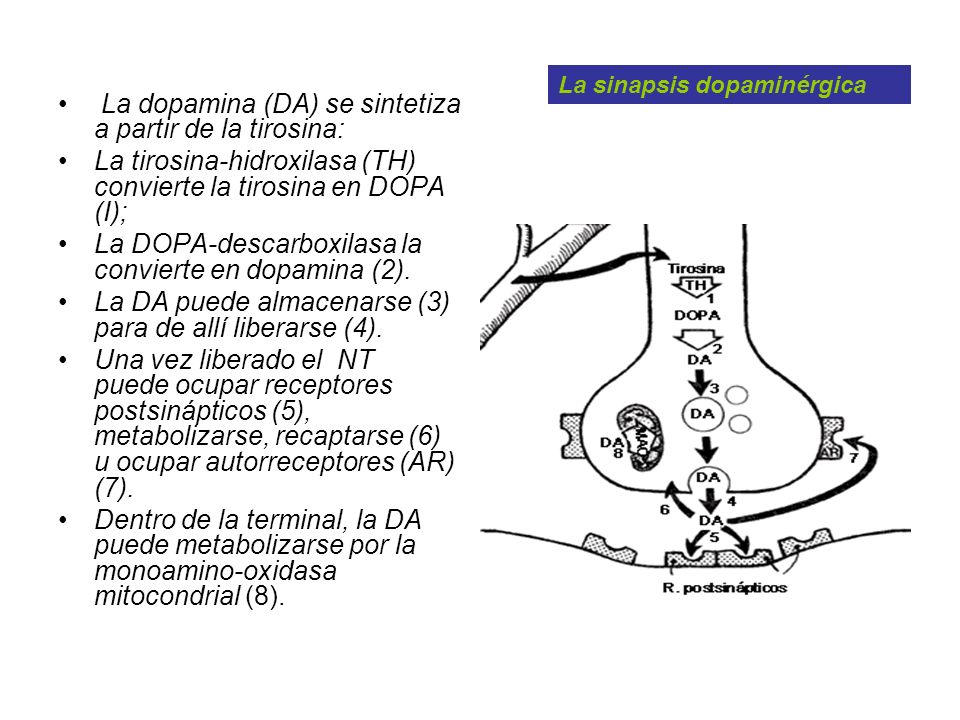 La dopamina (DA) se sintetiza a partir de la tirosina: