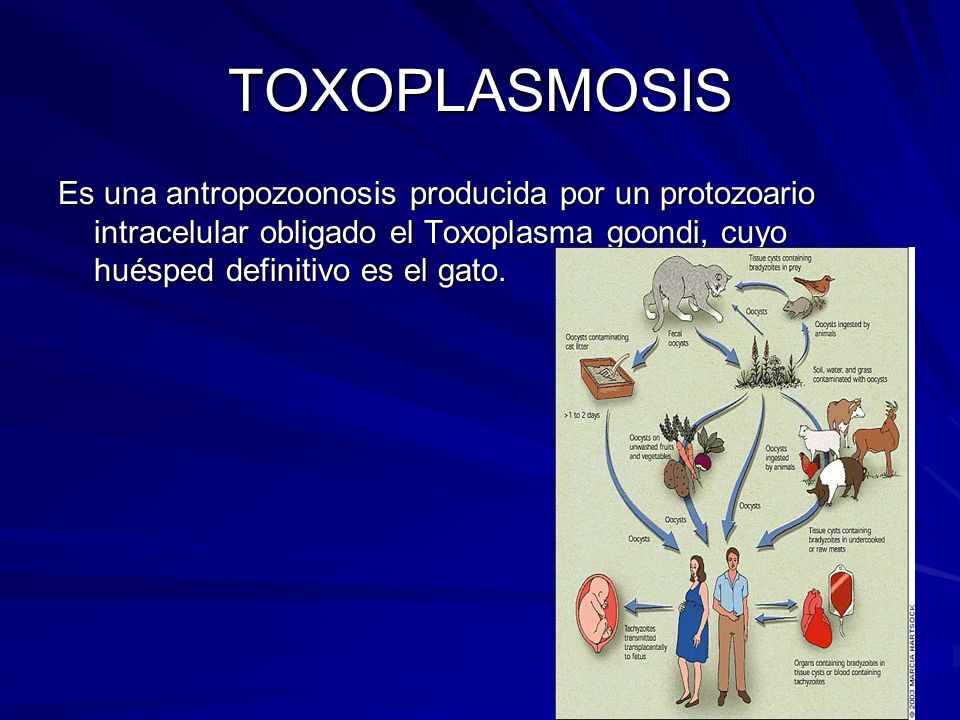 TOXOPLASMOSIS Es una antropozoonosis producida por un protozoario intracelular obligado el Toxoplasma goondi, cuyo huésped definitivo es el gato.