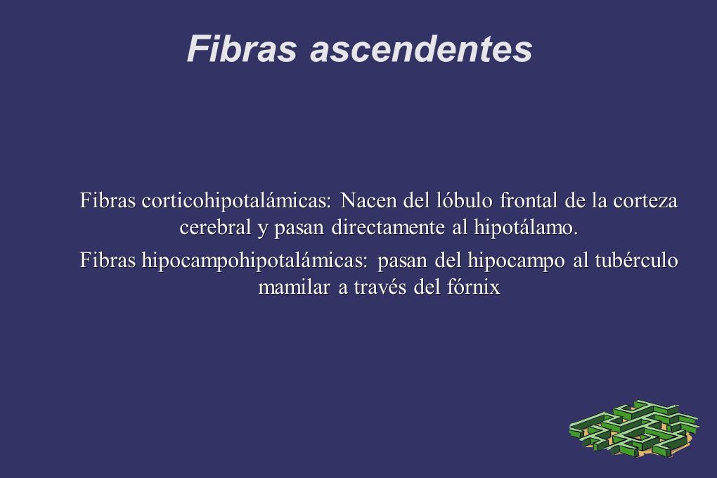 Fibras ascendentes Fibras corticohipotalámicas: Nacen del lóbulo frontal de la corteza cerebral y pasan directamente al hipotálamo.