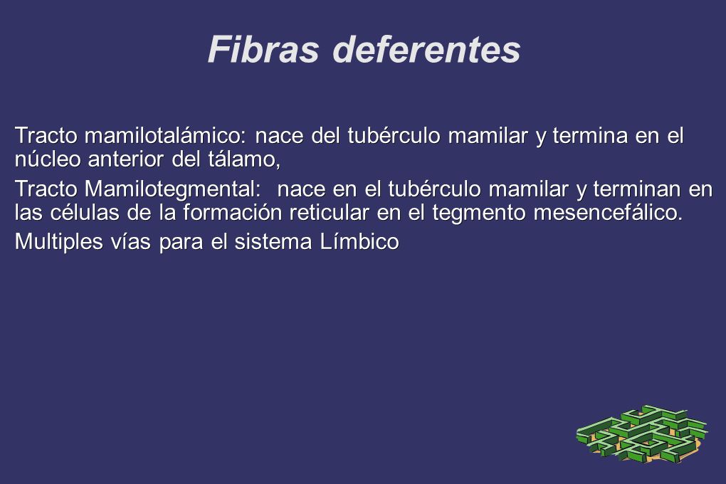 Fibras deferentes Tracto mamilotalámico: nace del tubérculo mamilar y termina en el núcleo anterior del tálamo,