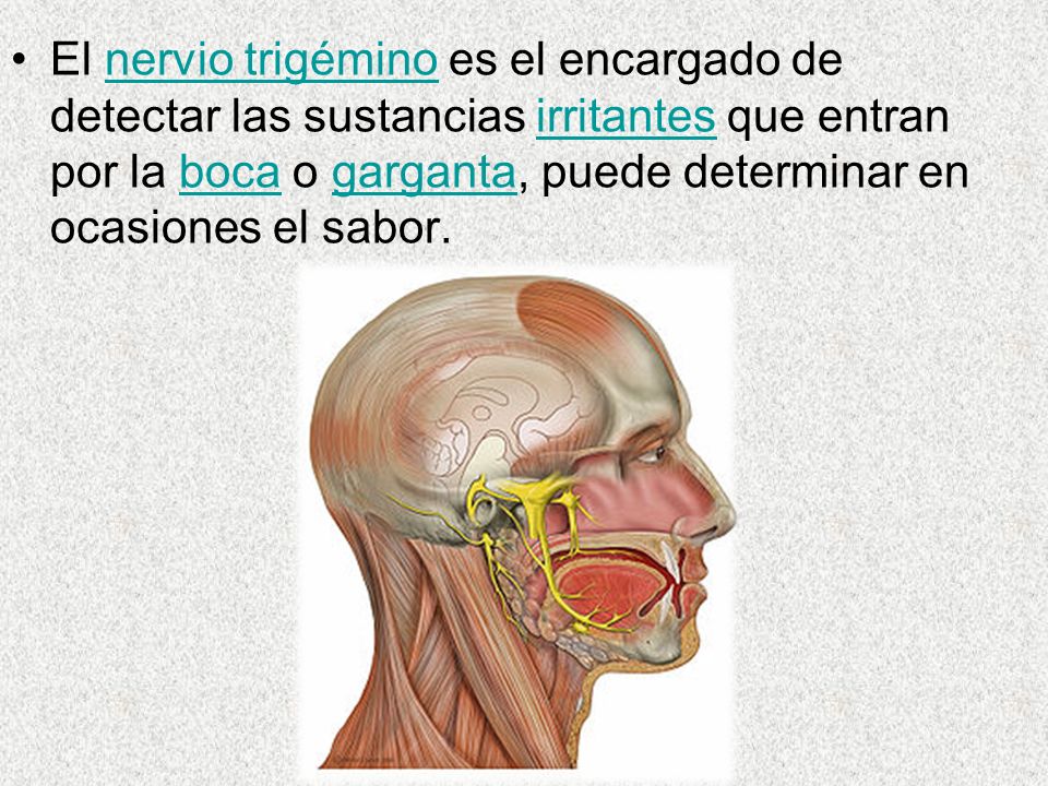 El nervio trigémino es el encargado de detectar las sustancias irritantes que entran por la boca o garganta, puede determinar en ocasiones el sabor.