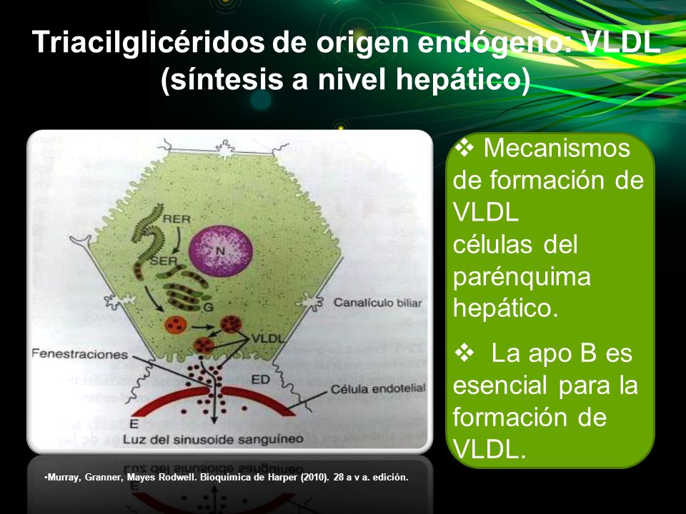 Triacilglicéridos de origen endógeno: VLDL (síntesis a nivel hepático)