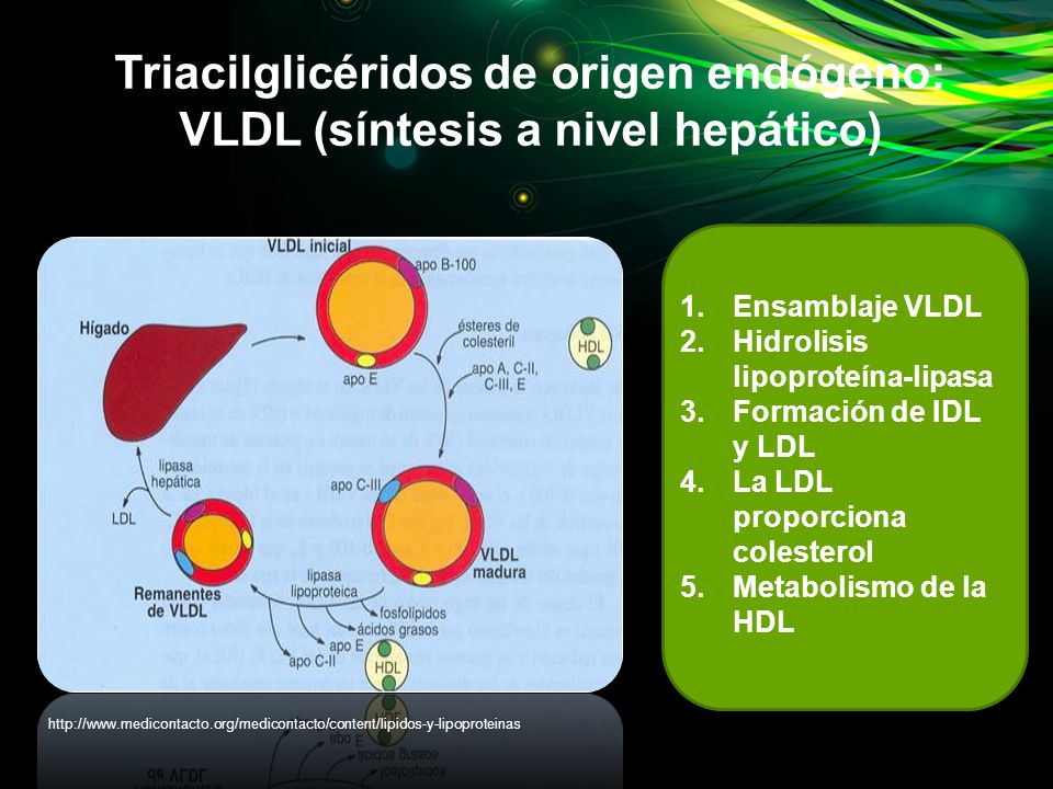 Triacilglicéridos de origen endógeno: VLDL (síntesis a nivel hepático)