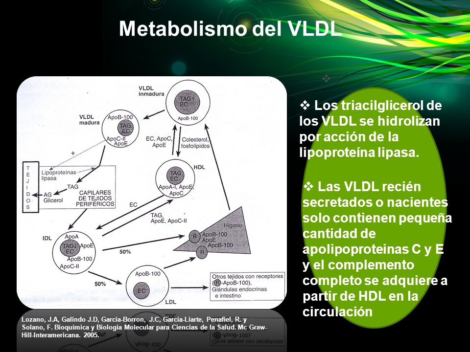 Metabolismo del VLDL Los triacilglicerol de los VLDL se hidrolizan por acción de la lipoproteína lipasa.
