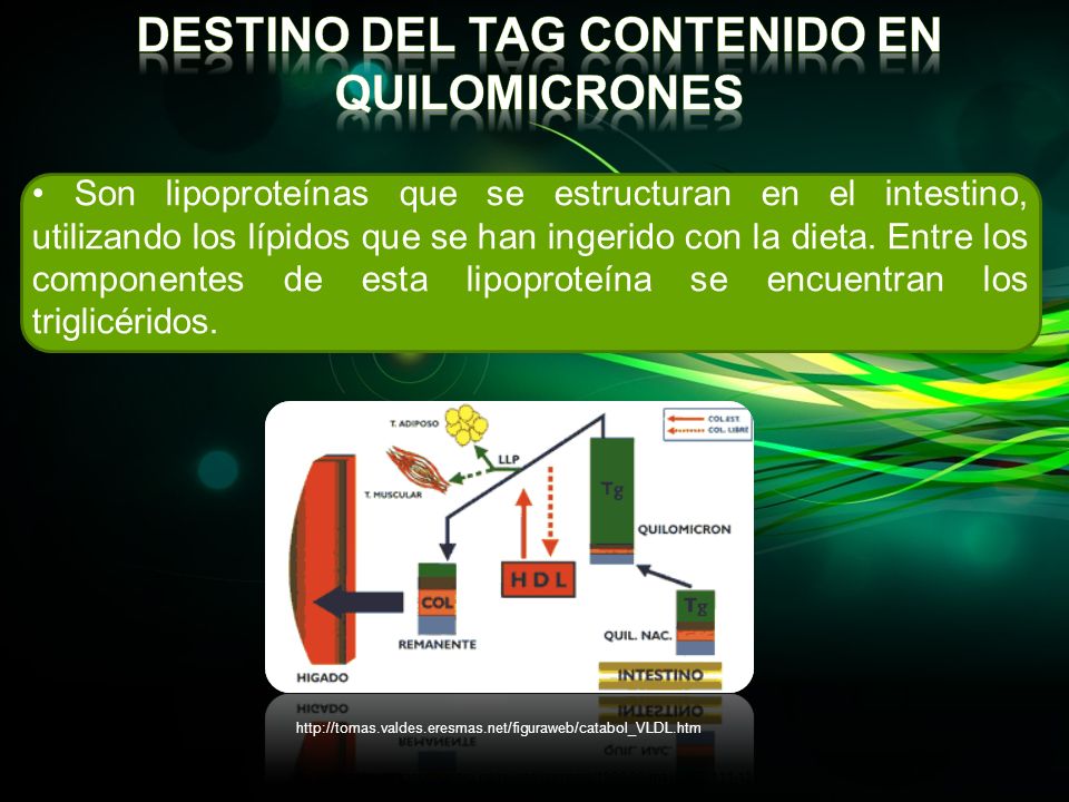 Destino del tag contenido en quilomicrones
