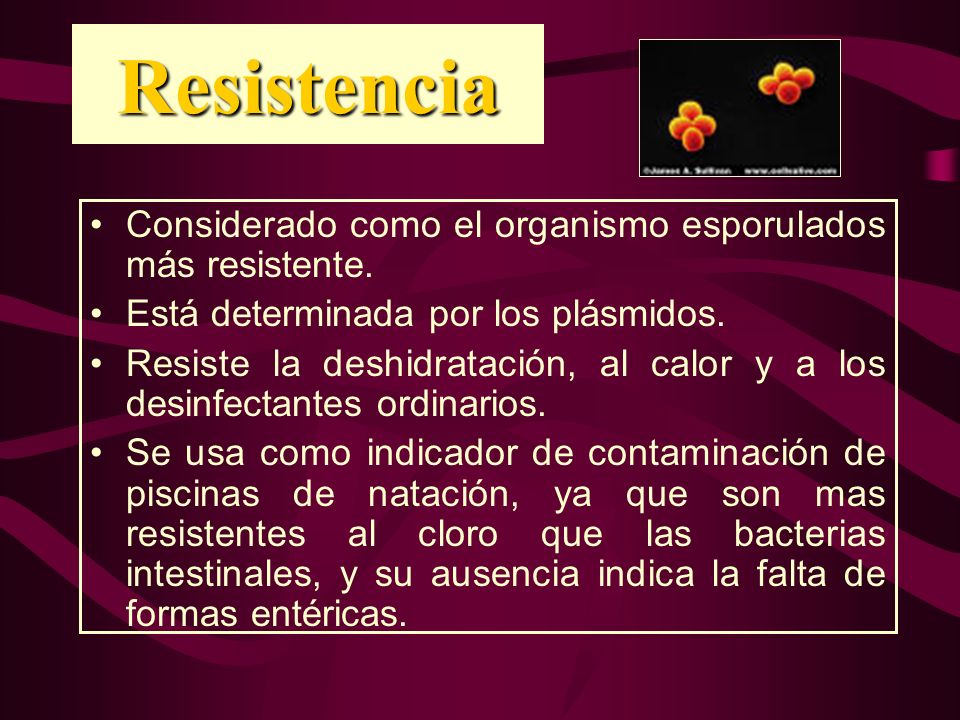 Resistencia Considerado como el organismo esporulados más resistente.