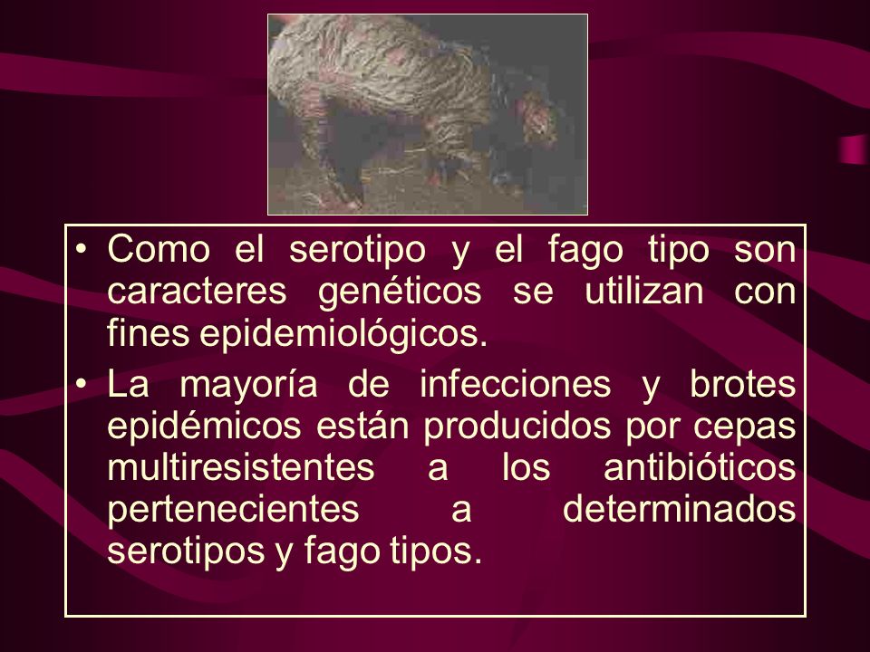 Como el serotipo y el fago tipo son caracteres genéticos se utilizan con fines epidemiológicos.