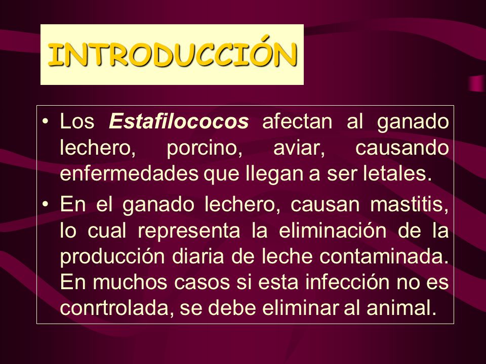 INTRODUCCIÓN Los Estafilococos afectan al ganado lechero, porcino, aviar, causando enfermedades que llegan a ser letales.