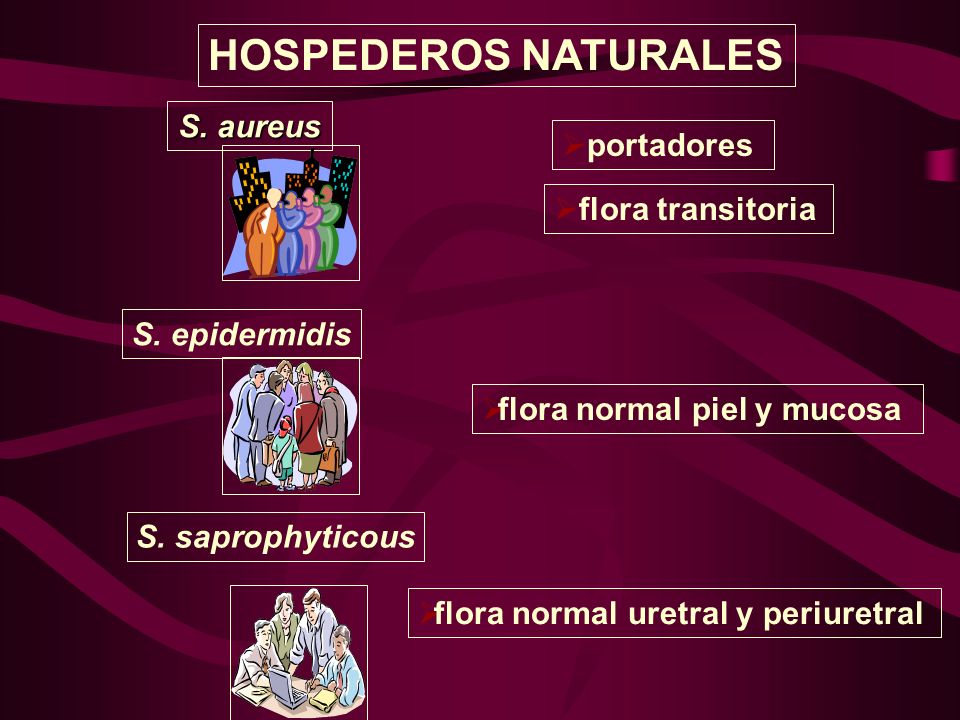 HOSPEDEROS NATURALES S. aureus portadores flora transitoria