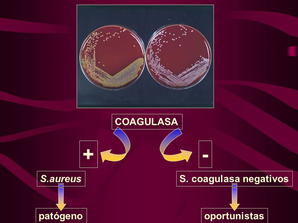 COAGULASA + - S.aureus S. coagulasa negativos patógeno oportunistas