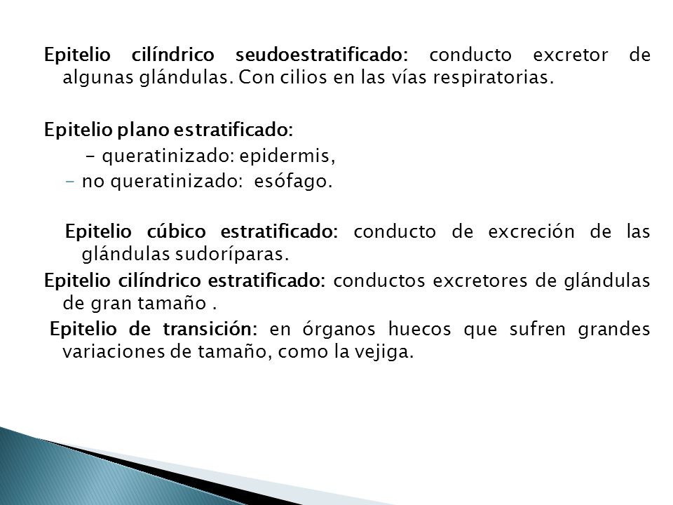Epitelio cilíndrico seudoestratificado: conducto excretor de algunas glándulas. Con cilios en las vías respiratorias.