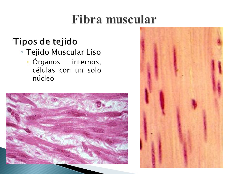 Fibra muscular Tipos de tejido Tejido Muscular Liso