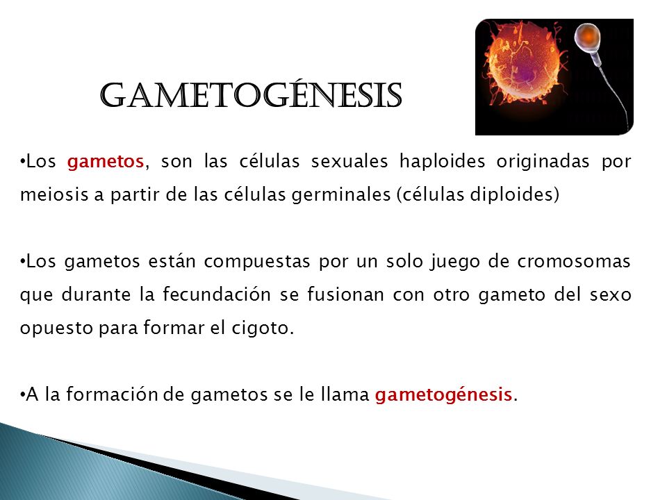 GAMETOGÉNESIS Los gametos, son las células sexuales haploides originadas por meiosis a partir de las células germinales (células diploides)
