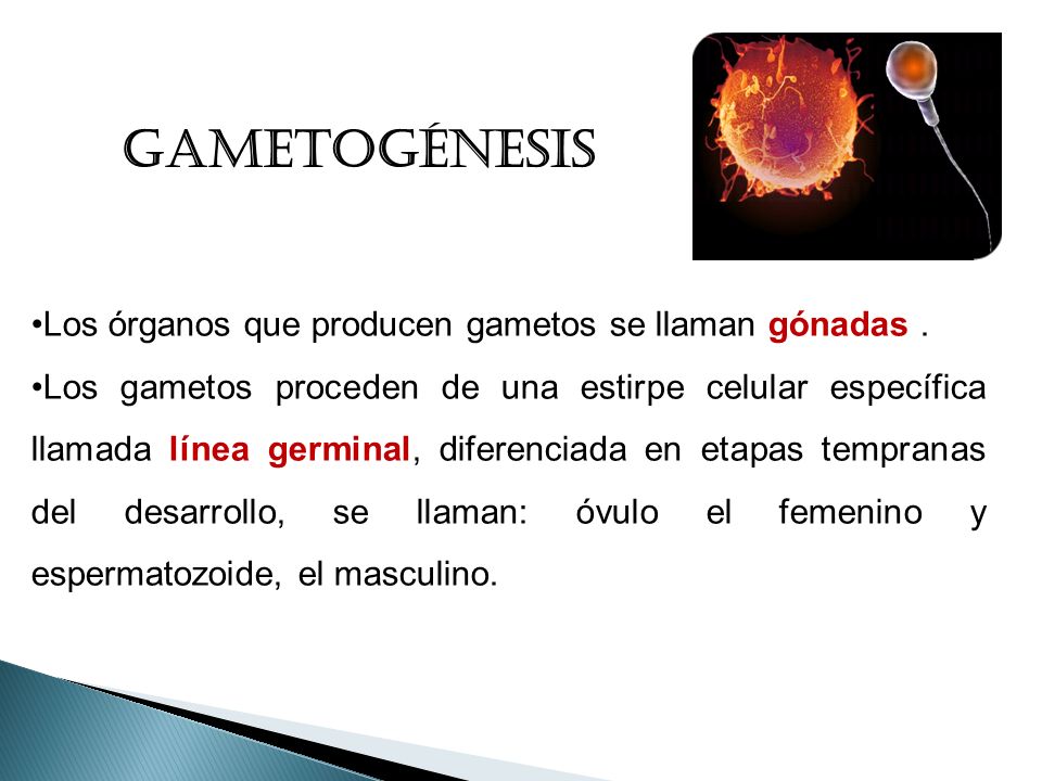 GAMETOGÉNESIS Los órganos que producen gametos se llaman gónadas .