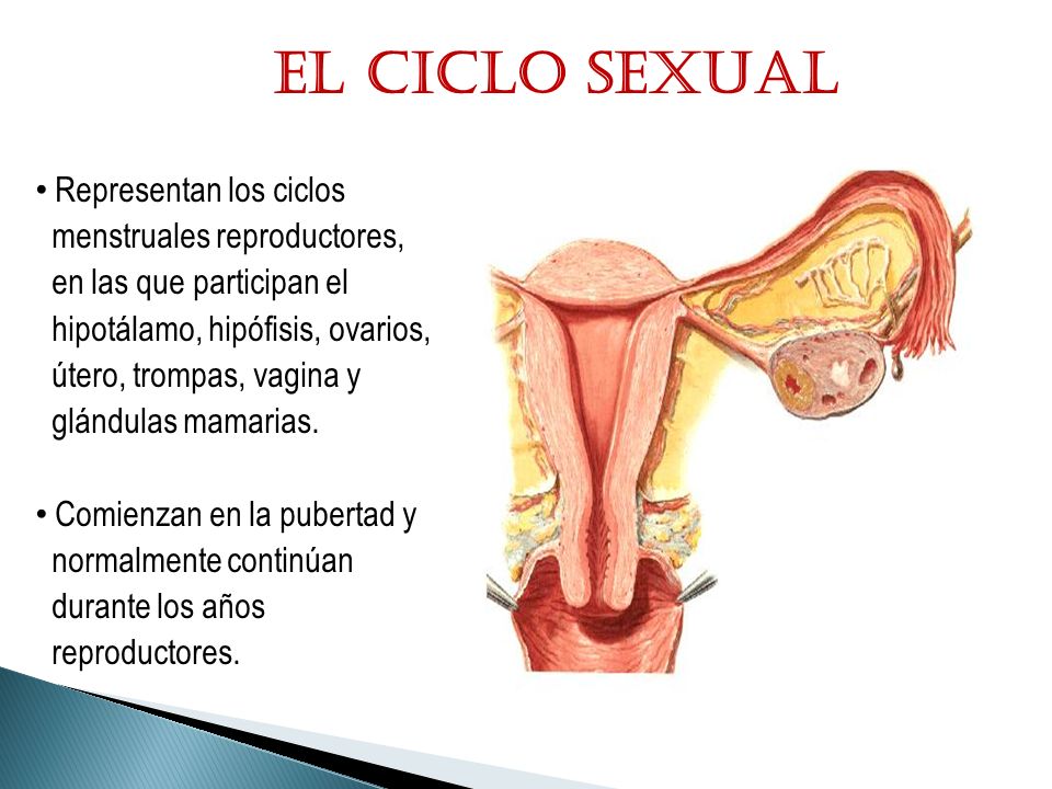 El ciclo sexual Representan los ciclos menstruales reproductores,
