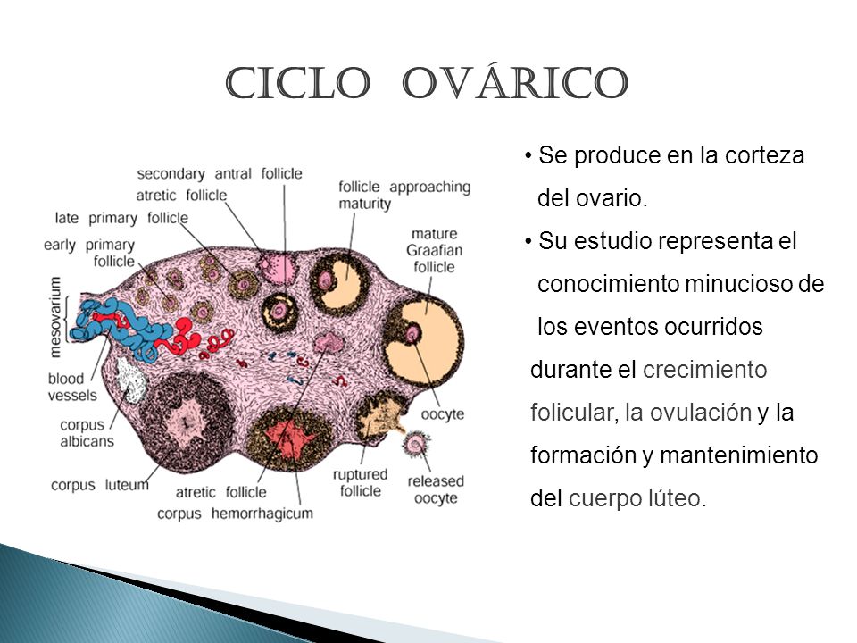 Ciclo ovárico Se produce en la corteza del ovario.