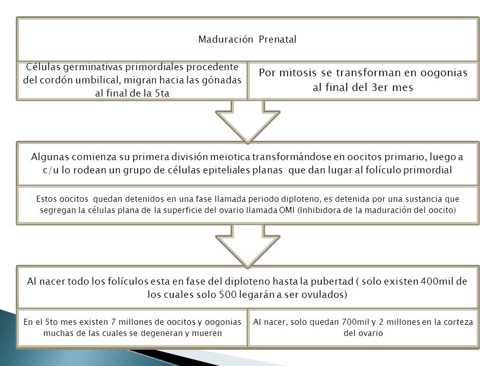 OVOGENESIS Por mitosis se transforman en oogonias al final del 3er mes