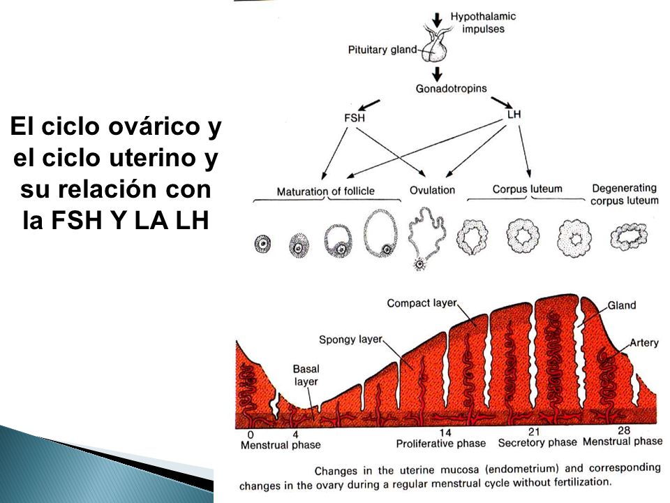 El ciclo ovárico y el ciclo uterino y su relación con la FSH Y LA LH