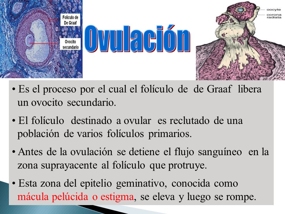 Ovulación Es el proceso por el cual el folículo de de Graaf libera