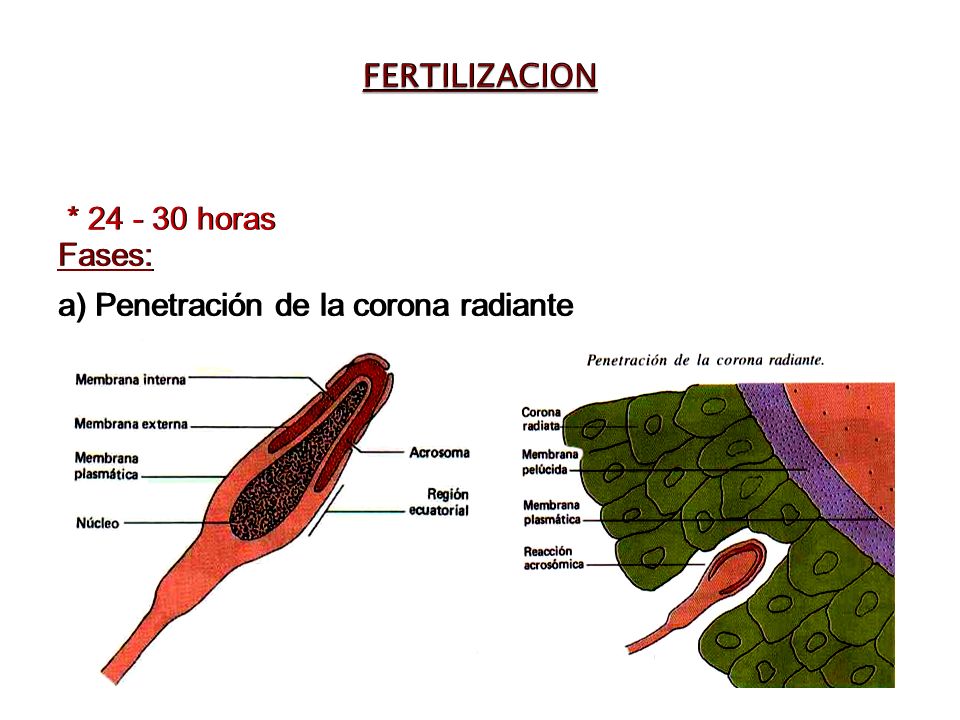 FERTILIZACION * horas Fases: a) Penetración de la corona radiante