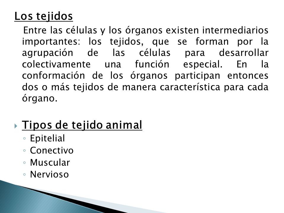Los tejidos Tipos de tejido animal