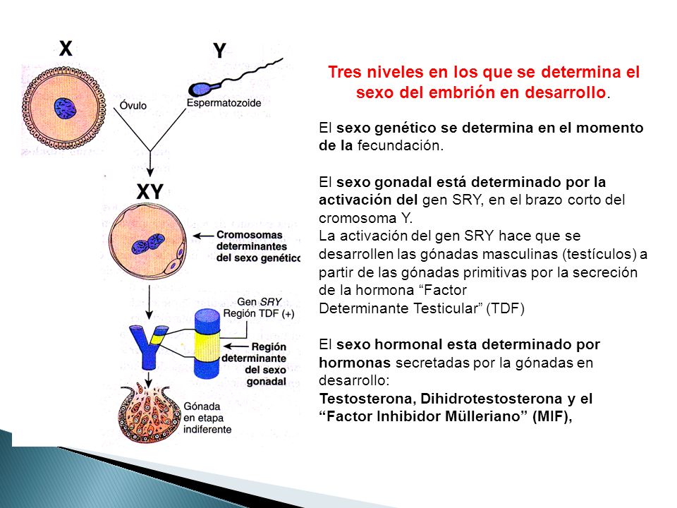 Tres niveles en los que se determina el sexo del embrión en desarrollo.