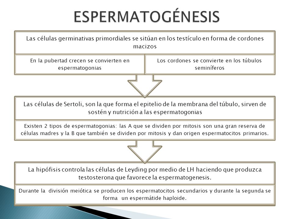 ESPERMATOGÉNESIS Las células germinativas primordiales se sitúan en los testículo en forma de cordones macizos.