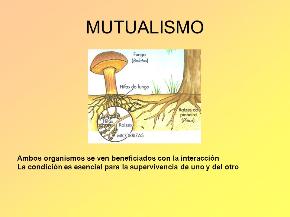 MUTUALISMO Ambos organismos se ven beneficiados con la interacción