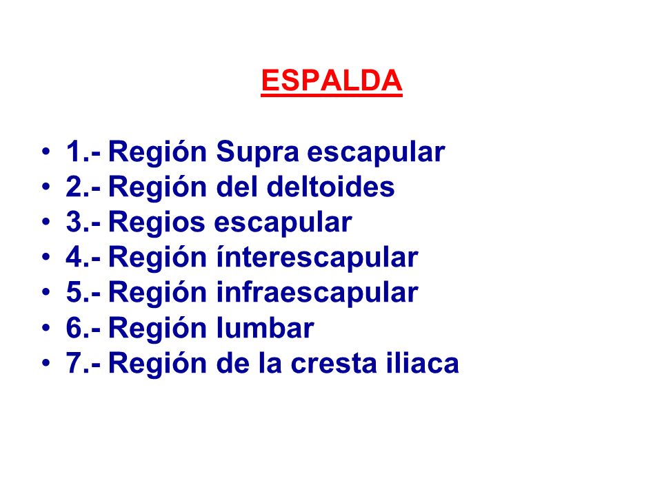 ESPALDA 1.- Región Supra escapular. 2.- Región del deltoides. 3.- Regios escapular. 4.- Región ínterescapular.