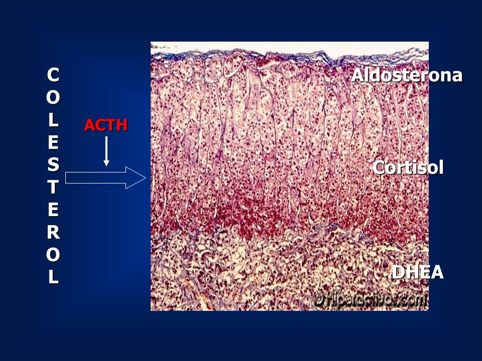 C O L E S T R Aldosterona ACTH Cortisol DHEA