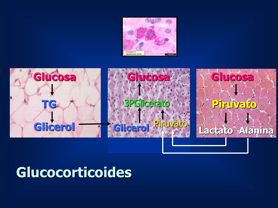 Glucocorticoides Glucosa Glucosa Glucosa TG Piruvato Glicerol
