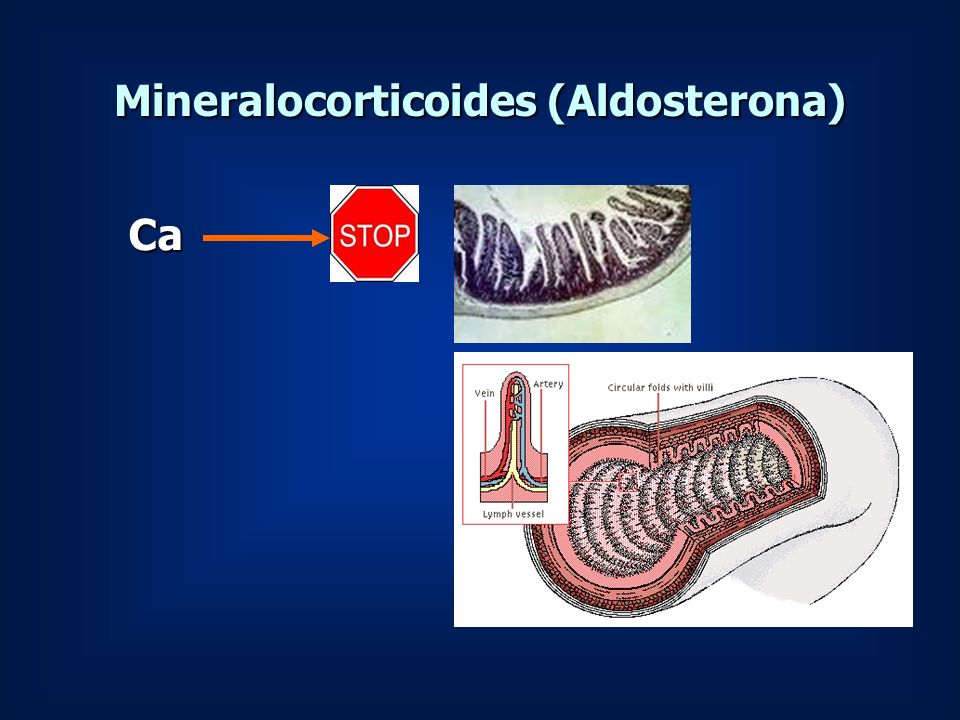 Mineralocorticoides (Aldosterona)