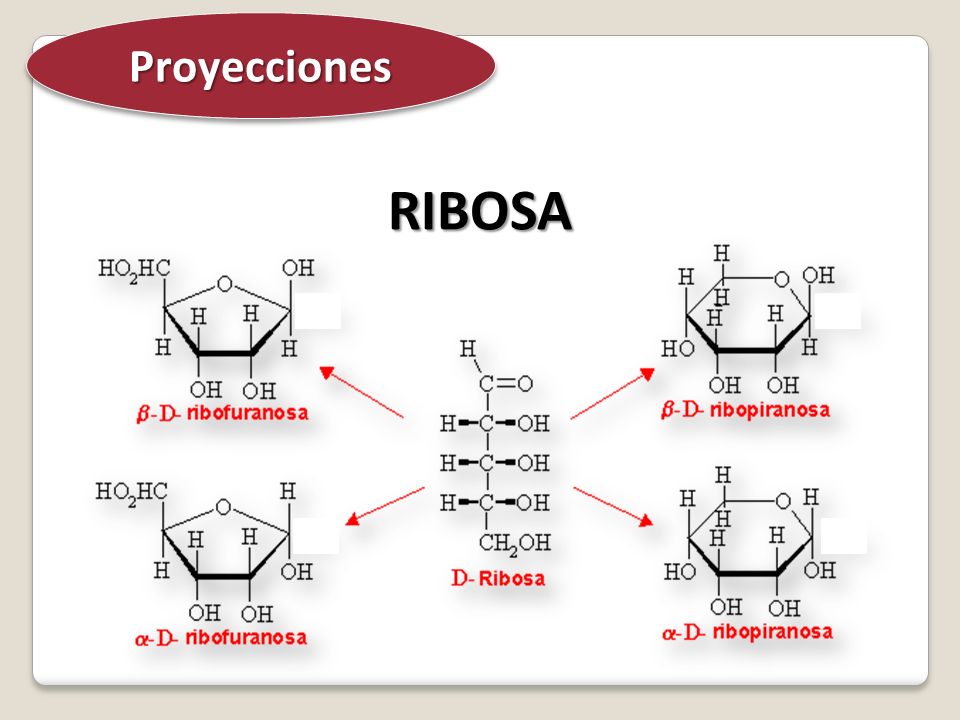 Proyecciones RIBOSA