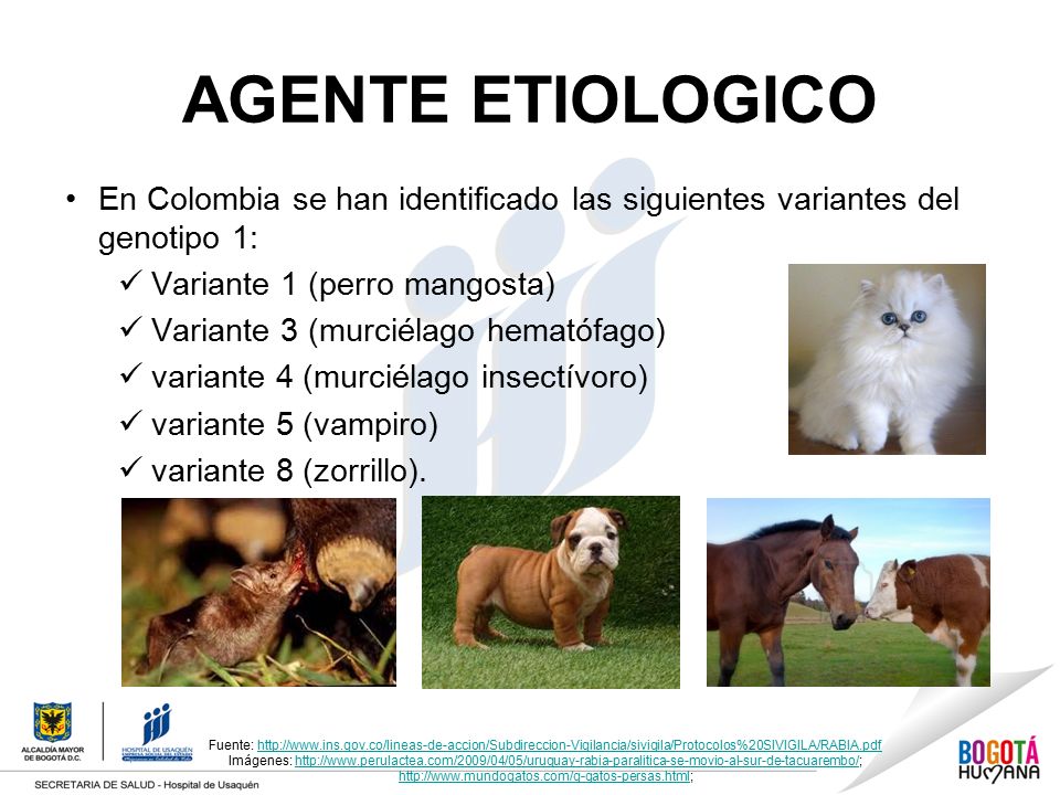 AGENTE ETIOLOGICO En Colombia se han identificado las siguientes variantes del genotipo 1: Variante 1 (perro mangosta)
