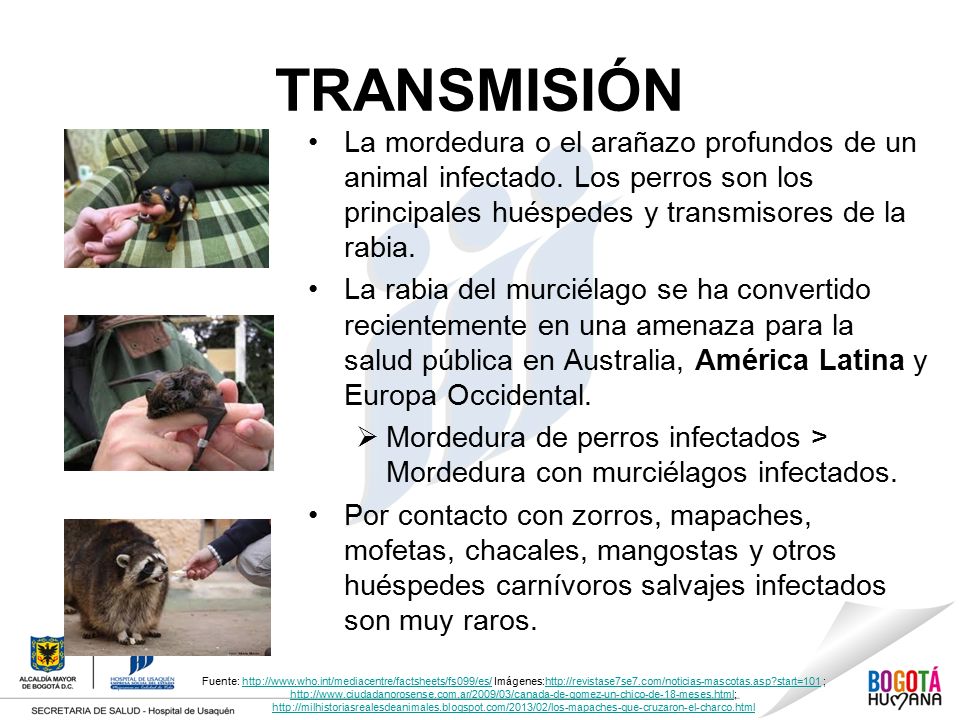 TRANSMISIÓN La mordedura o el arañazo profundos de un animal infectado. Los perros son los principales huéspedes y transmisores de la rabia.