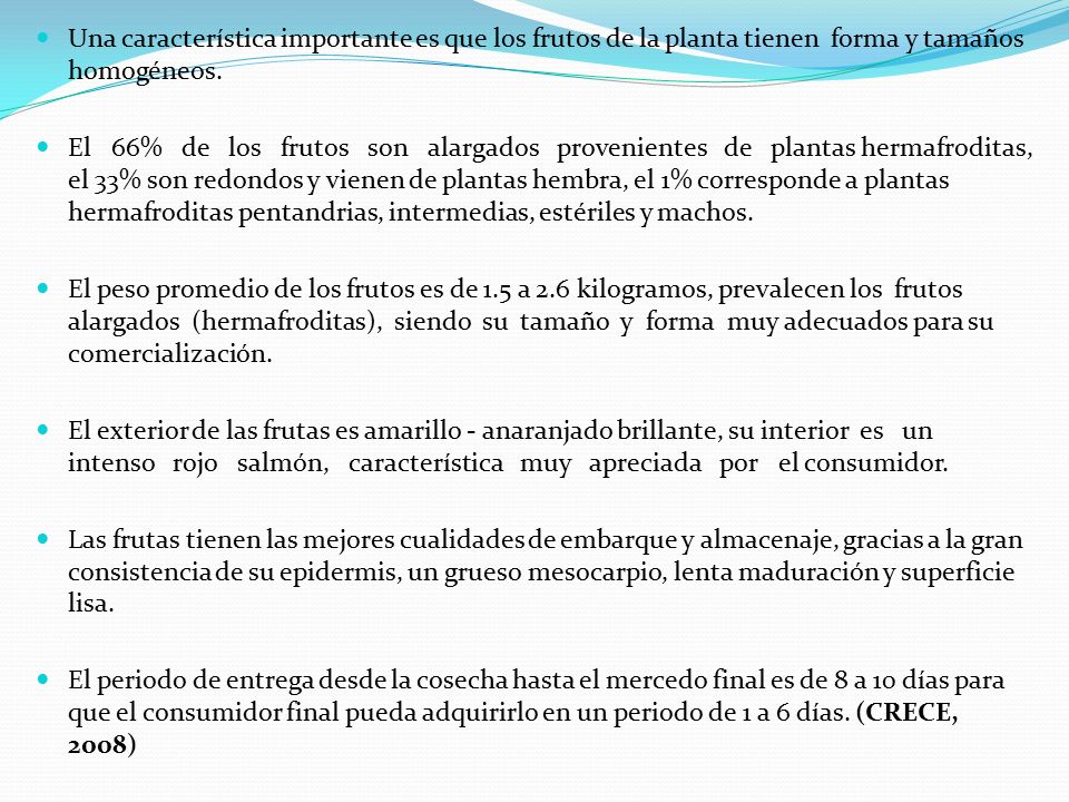 Una característica importante es que los frutos de la planta tienen forma y tamaños homogéneos.