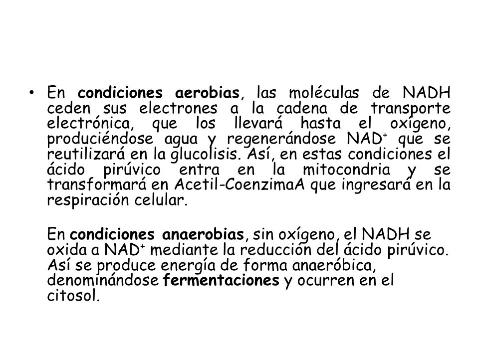 En condiciones aerobias, las moléculas de NADH ceden sus electrones a la cadena de transporte electrónica, que los llevará hasta el oxígeno, produciéndose agua y regenerándose NAD+ que se reutilizará en la glucolisis. Así, en estas condiciones el ácido pirúvico entra en la mitocondria y se transformará en Acetil-CoenzimaA que ingresará en la respiración celular.