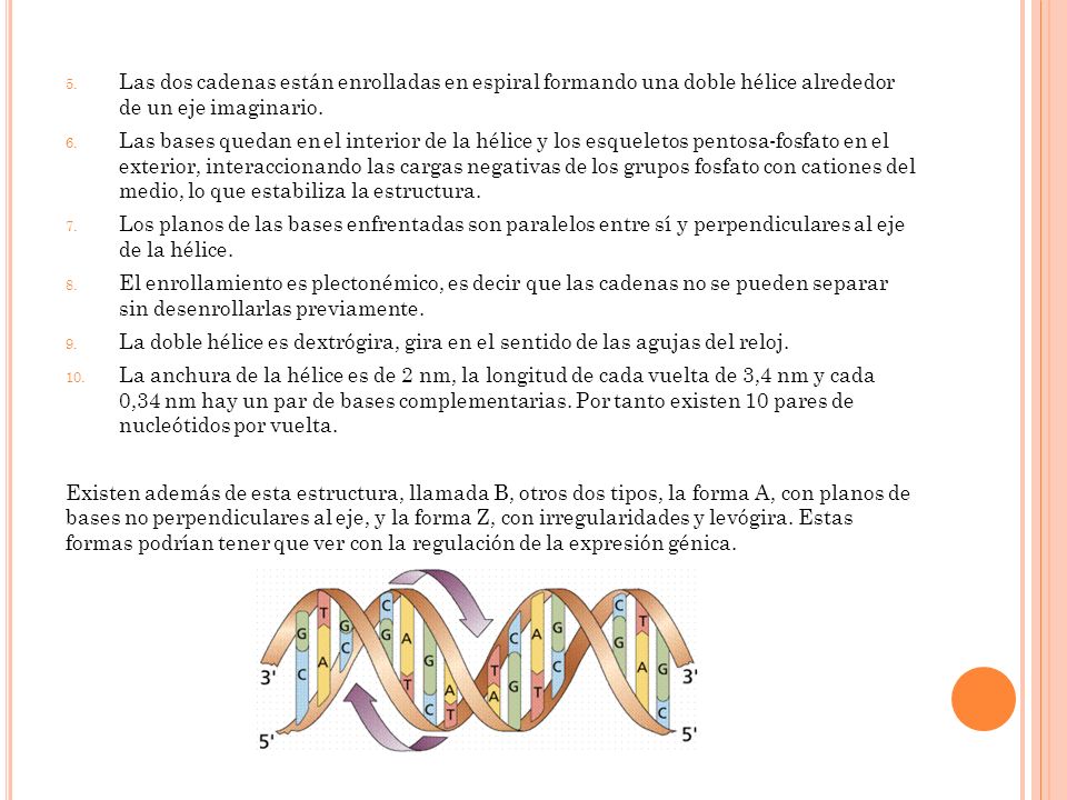 Las dos cadenas están enrolladas en espiral formando una doble hélice alrededor de un eje imaginario.