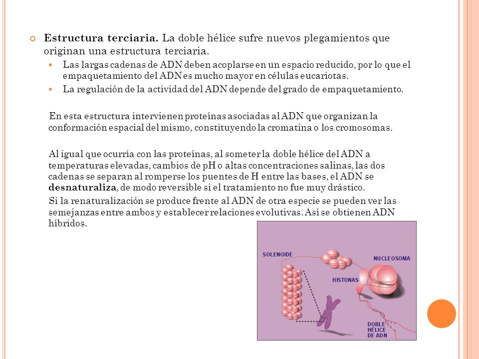 Estructura terciaria. La doble hélice sufre nuevos plegamientos que originan una estructura terciaria.