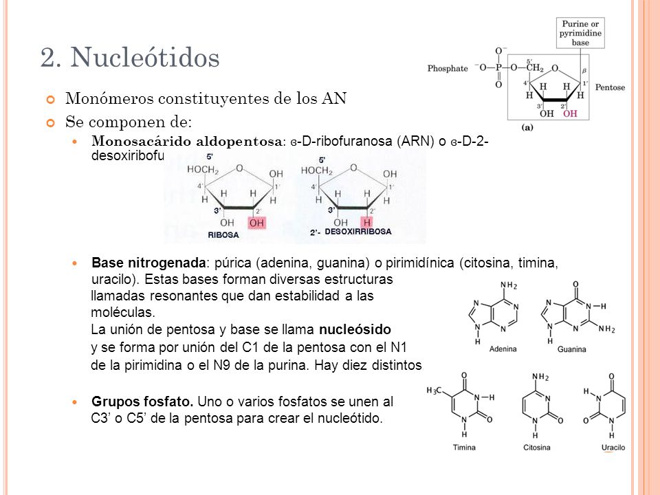 2. Nucleótidos Monómeros constituyentes de los AN Se componen de: