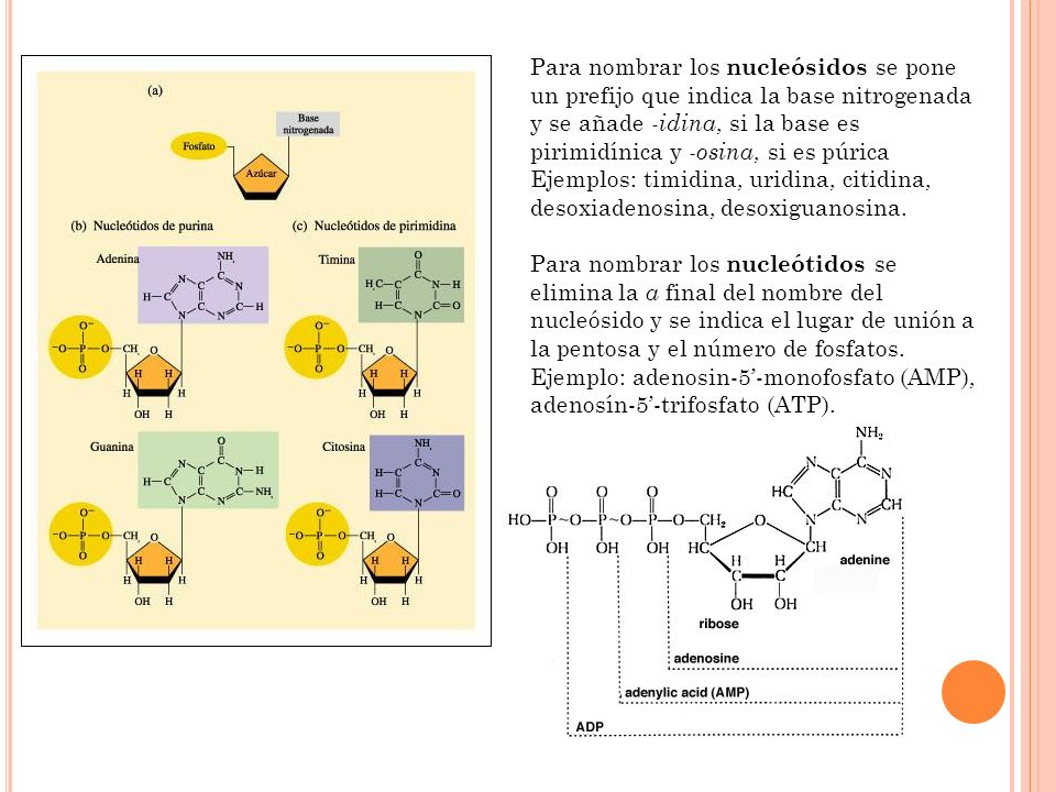Para nombrar los nucleósidos se pone un prefijo que indica la base nitrogenada y se añade -idina, si la base es pirimidínica y -osina, si es púrica
