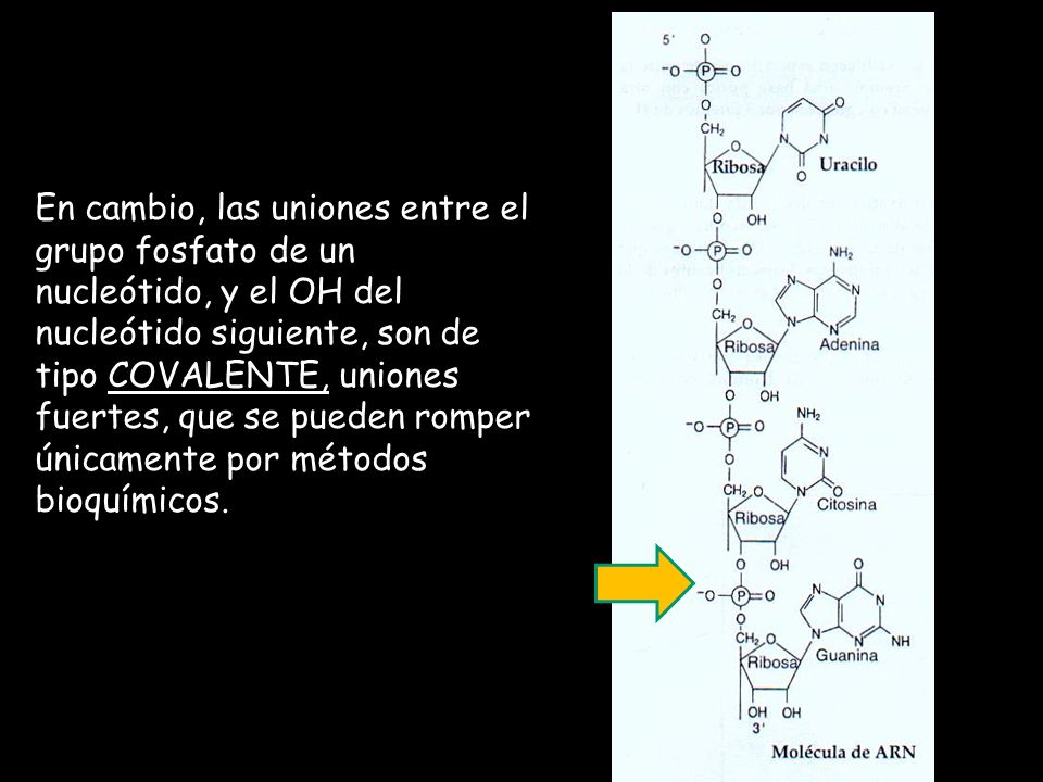 En cambio, las uniones entre el grupo fosfato de un