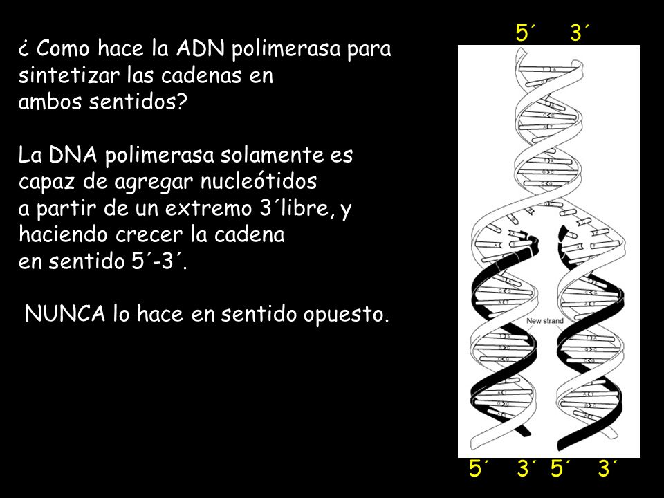 5´ 3´ ¿ Como hace la ADN polimerasa para sintetizar las cadenas en. ambos sentidos La DNA polimerasa solamente es capaz de agregar nucleótidos.