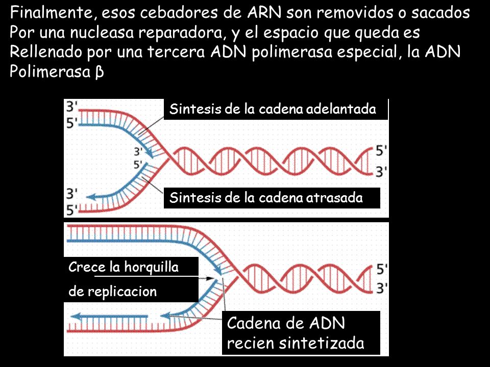 Finalmente, esos cebadores de ARN son removidos o sacados
