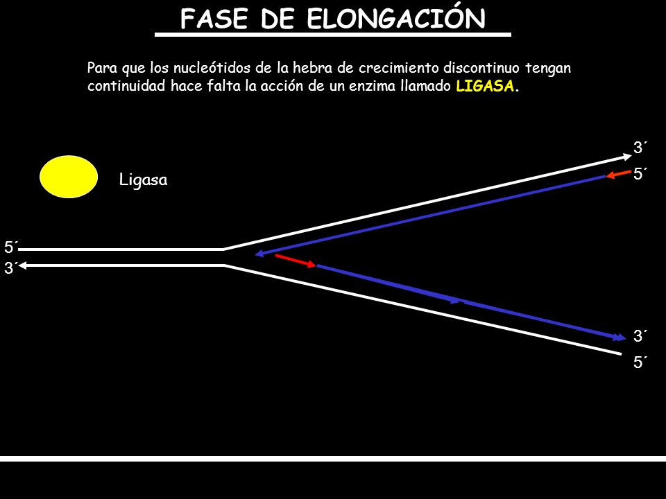 FASE DE ELONGACIÓN 3´ 5´ Ligasa 5´ 3´ 3´ 5´