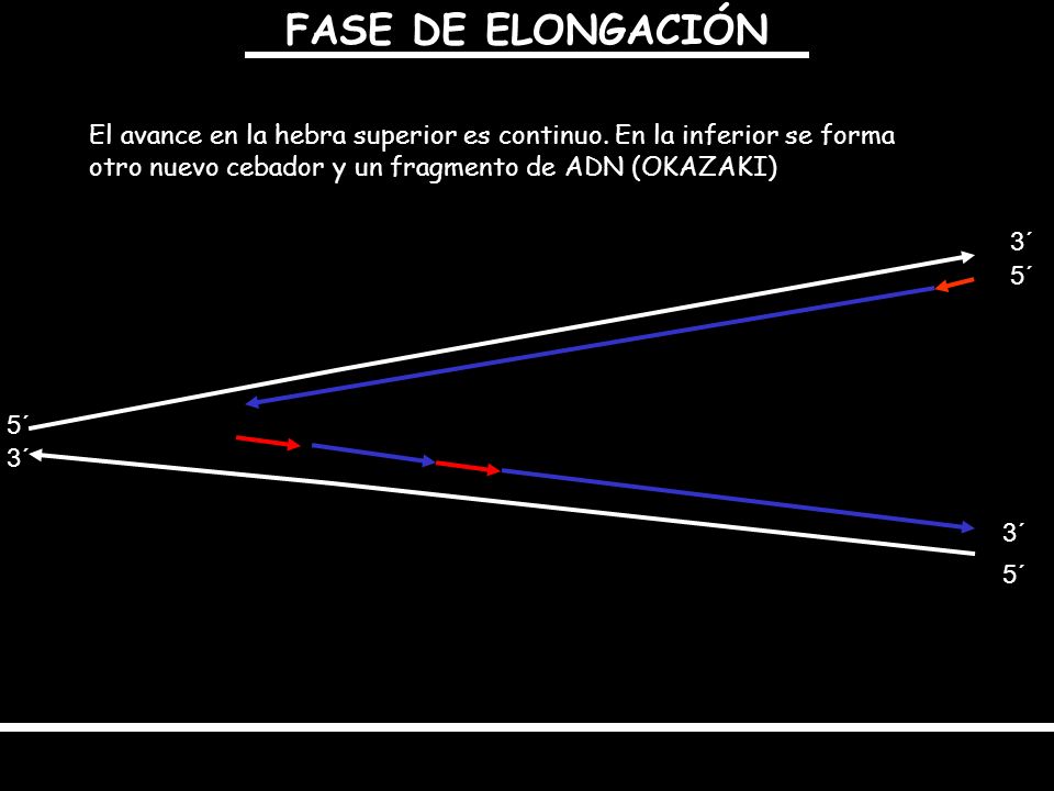 FASE DE ELONGACIÓN El avance en la hebra superior es continuo. En la inferior se forma otro nuevo cebador y un fragmento de ADN (OKAZAKI)