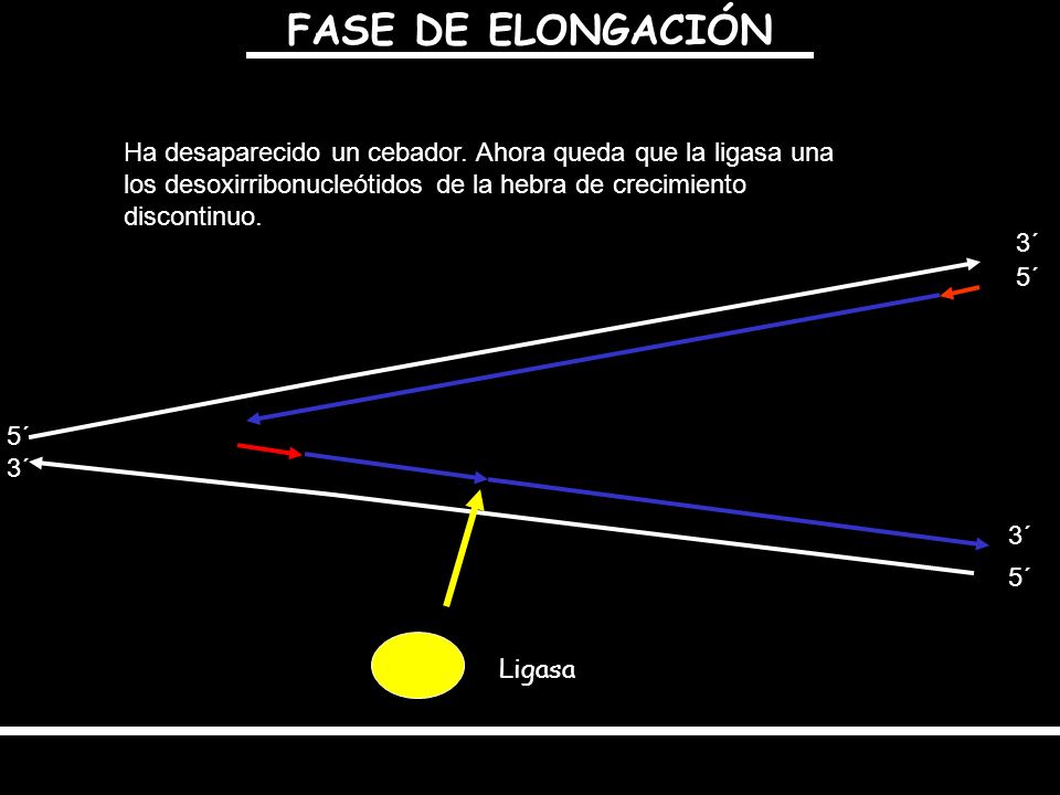 FASE DE ELONGACIÓN Ha desaparecido un cebador. Ahora queda que la ligasa una los desoxirribonucleótidos de la hebra de crecimiento discontinuo.